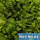 Rastline, ki odganjajo bolhe in klope - Znanost