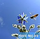 Rastline, ki odganjajo ose in čebele
