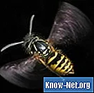 Cât timp mai pot înțepa viespile moarte? - Ştiinţă