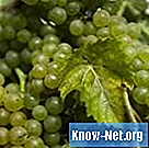 Hvorfor rådner druer inden de modnes?
