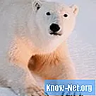 북극곰은 왜 하얀 털을 가지고 있습니까?