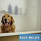 Kann ich bei meinem Hund Baby-Shampoo verwenden?