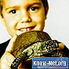 ¿Qué animales pueden vivir en el mismo tanque de tortugas?