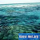 Hvilke dyr lever på og rundt korallrev? - Vitenskap