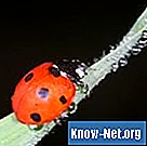 Kumbang mana yang terlihat seperti ladybug?