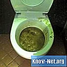 Vad är orsakerna till mögel i en toalett?