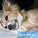 Quelles sont les causes de l'excès de leucocytes chez le chien?