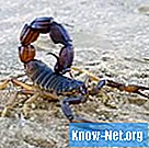 Vilka är arterna av giftiga skorpioner? - Vetenskap