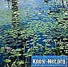 ¿Qué plantas se encuentran en un pantano?