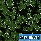 Kādi ir dažādi baktēriju veidi?