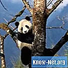 Was sind die natürlichen Feinde des Riesenpandas?