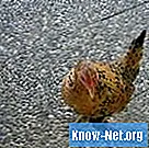 Vilka är farorna med att använda kycklingavfall som mat för fisk?