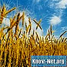 Apakah enam peringkat dalam kitaran hidup pokok gandum?