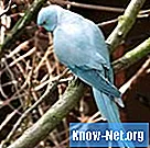 Ποια είναι τα σημάδια της ωορρηξίας ενός θηλυκού parakeet;