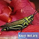 Aké sú typy rebier na krídlach hmyzu?