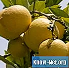 Ποιες είναι οι θεραπείες για μύκητες σε λεμονιές;