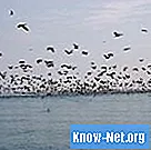 ¿Qué sonidos ahuyentan a los pájaros?