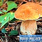 Welke soorten paddenstoelen kun je in een achtertuin vinden?