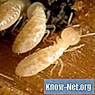 Quelle est la taille d'un termite? - Science