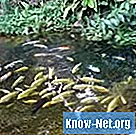 Vilka typer av fisk äter alger i dammarna?