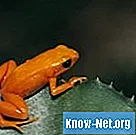 노란색과 주황색은 어떤 종류의 개구리입니까?