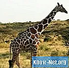 Chi sono i principali predatori della giraffa?