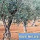 Oliven grene i græsk mytologi