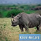 코뿔소와의 공생 관계