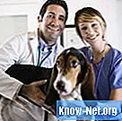 Domaći lijekovi protiv šuga i psećih grinja