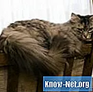 Huismiddeltjes voor moeilijke kattenbevalling