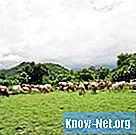 Hjemmemedicin mod lungeorm hos kvæg