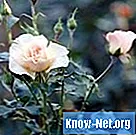Retsmidler mod svampe i rosenbuske