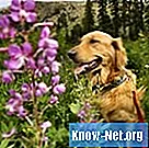 Hemorragias nasales unilaterales en perros