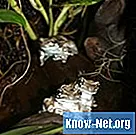 아마존 개구리