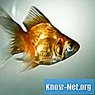 Hämorrhagische Septikämie bei Goldfischen