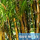 Åndelig betydning av bambus for japanerne - Vitenskap