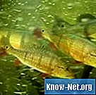 Trooppisten kalojen merkkejä hapen puutteesta - Tiede
