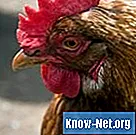 Tegn og symptomer på tilstopping i kylling