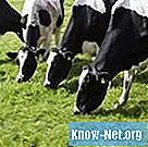 Simptomele viermilor la bovine