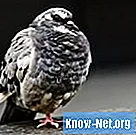 Systém chovu holubov - Veda