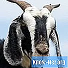 Acerca de la cabra con tos y secreción nasal.