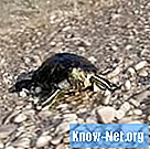 Drobné korytnačky, ktoré nerastú