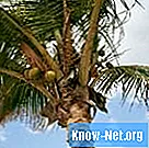 Tasso di crescita di un albero di cocco
