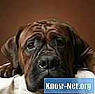 Tecken på magkolik hos hundar