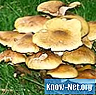 Vanliga typer av svampar som finns i jorden