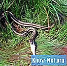 Types de serpents jarretière - Science