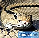 Tipos de serpientes de cascabel