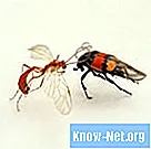 Types de cycles de vie des insectes