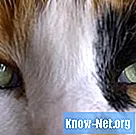 Видове цвят на котешки очи