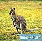 Tous les types de kangourous sont-ils nocturnes?